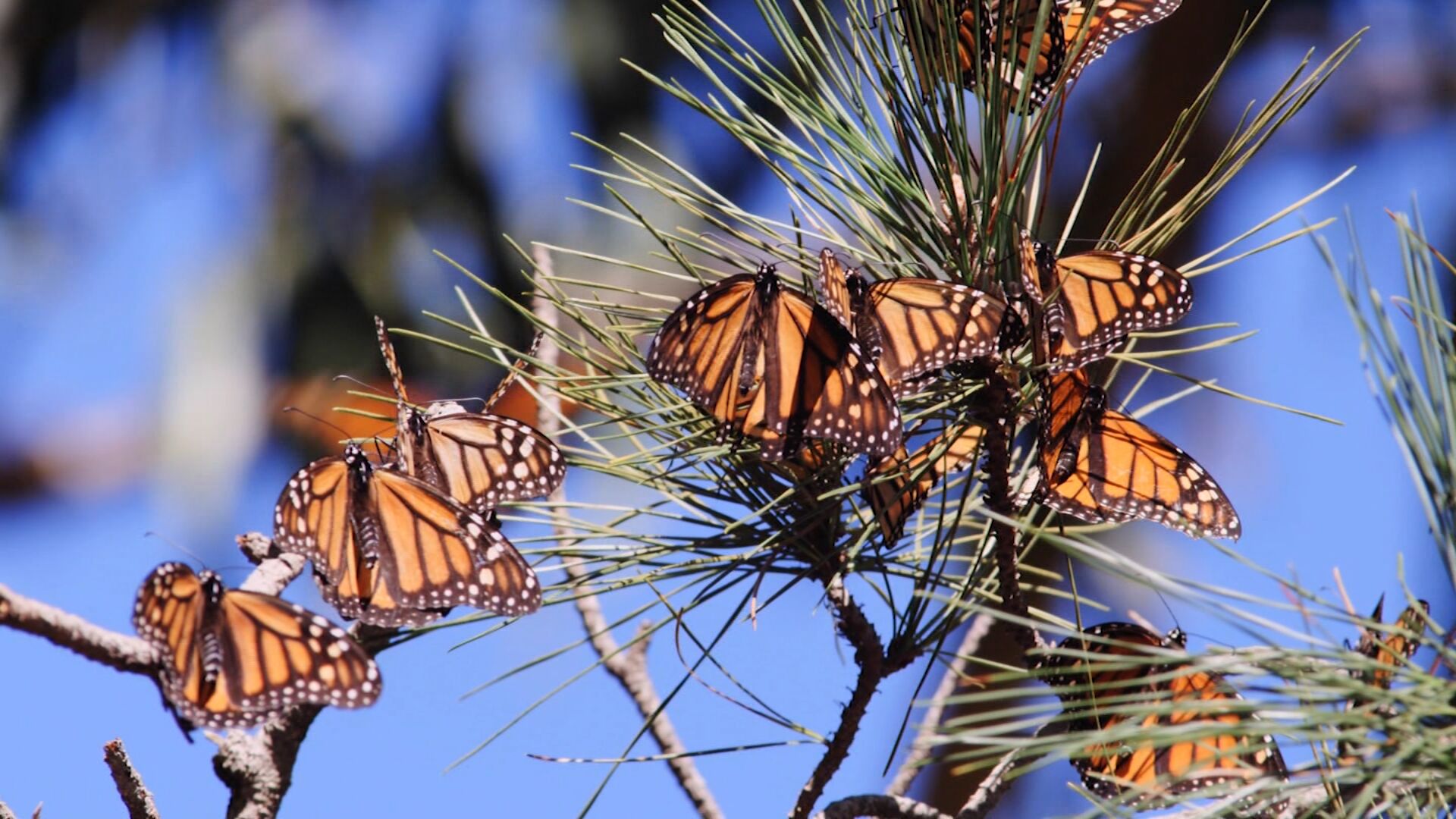 DNREC hosting "Parks for Pollinators" projects throughout September